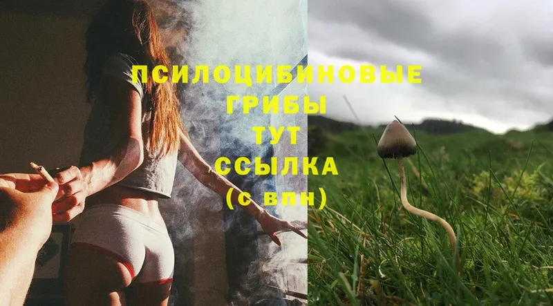 Галлюциногенные грибы Cubensis Донской